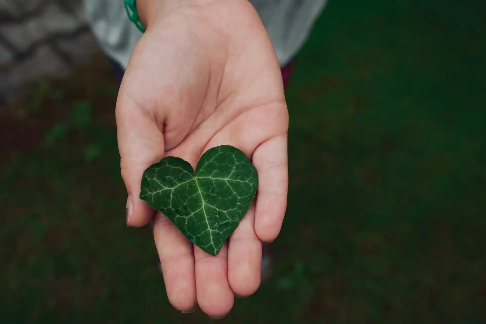 Blatt in Herzform in offener Hand gehalten